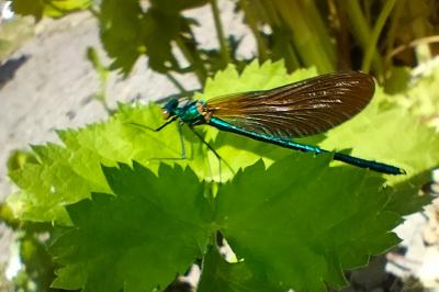 <i>Calopteryx virgo</i>
