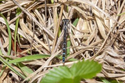 <i>Enallagma cyathigerum</i>