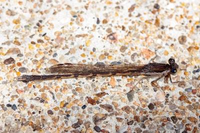 <i>Sympecma fusca</i>