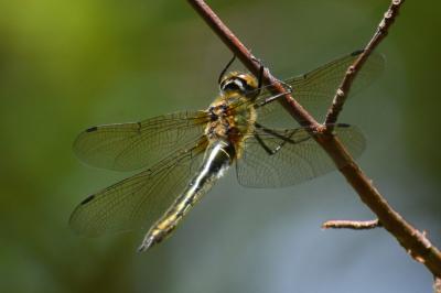 <i>Cordulia aenea</i>