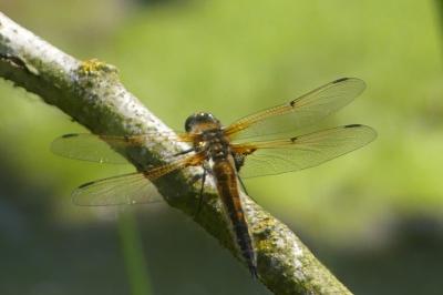 <i>Libellula quadrimaculata</i>