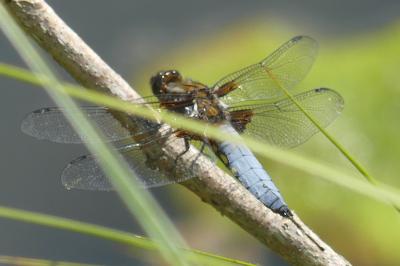 <i>Libellula depressa</i>