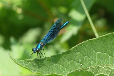 <i>Calopteryx splendens</i>