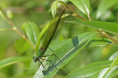 <i>Calopteryx splendens</i>