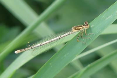 <i>Platycnemis pennipes</i>