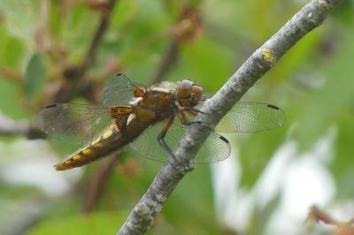<i>Libellula depressa</i>