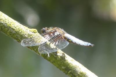 <i>Libellula depressa</i>