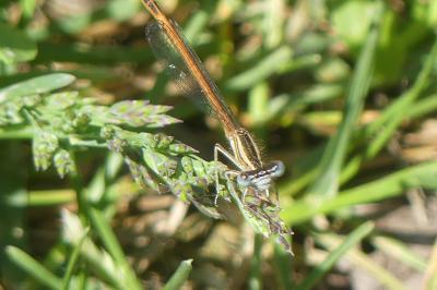 <i>Platycnemis acutipennis</i>