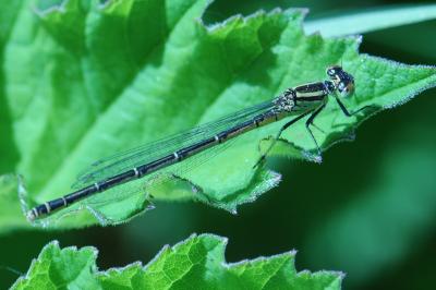 <i>Coenagrion puella</i>