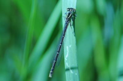 <i>Coenagrion puella</i>