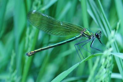 <i>Calopteryx splendens</i>
