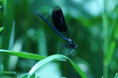 <i>Calopteryx splendens</i>