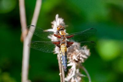 <i>Libellula depressa</i>