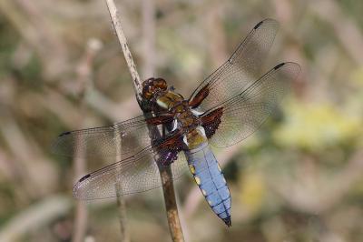 <i>Libellula depressa</i>