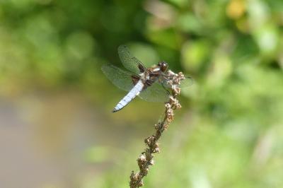 <i>Libellula depressa</i>