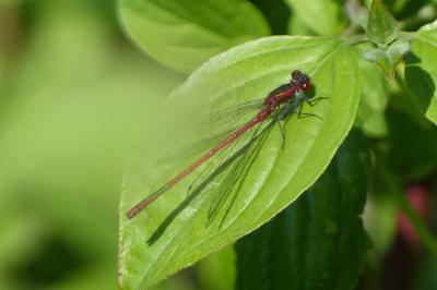<i>Pyrrhosoma nymphula</i>
