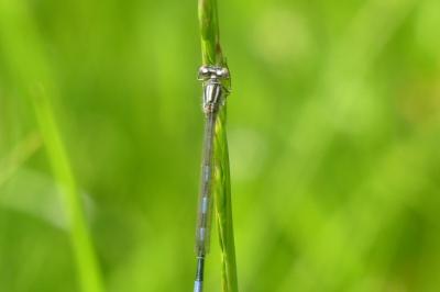 <i>Coenagrion mercuriale</i>