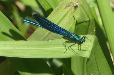 <i>Calopteryx virgo</i>