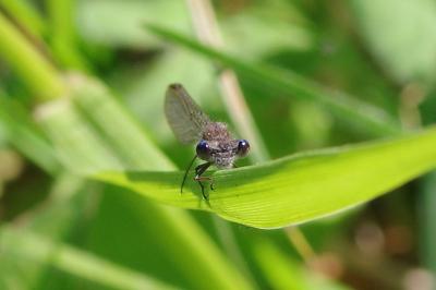 <i>Sympecma fusca</i>