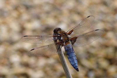 <i>Libellula depressa</i>