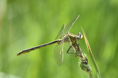 <i>Gomphus pulchellus</i>