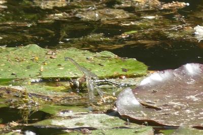 <i>Brachytron pratense</i>