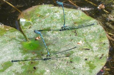 <i>Coenagrion puella</i>