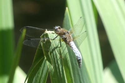 <i>Orthetrum cancellatum</i>