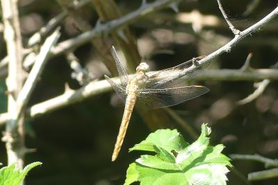 <i>Orthetrum coerulescens</i>