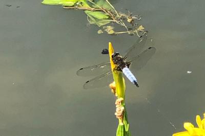 <i>Libellula depressa</i>