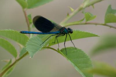 <i>Calopteryx splendens</i>