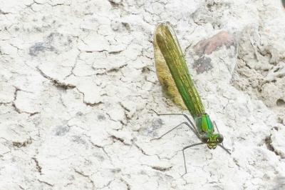 <i>Calopteryx splendens</i>