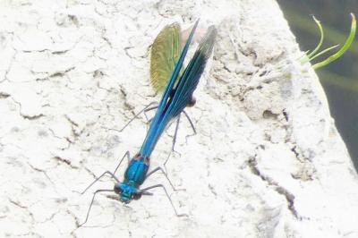 <i>Calopteryx splendens</i>