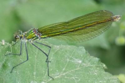 <i>Calopteryx splendens</i>