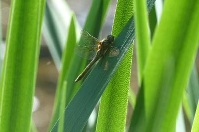 <i>Cordulia aenea</i>