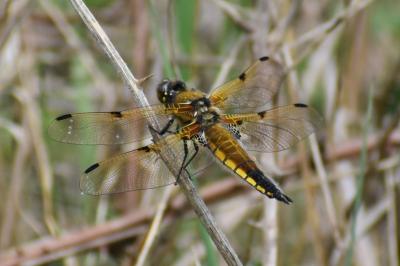 <i>Libellula quadrimaculata</i>
