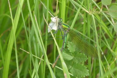 <i>Calopteryx splendens</i>