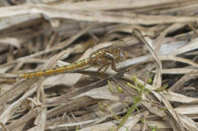 <i>Crocothemis erythraea</i>