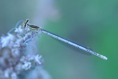 <i>Platycnemis pennipes</i>