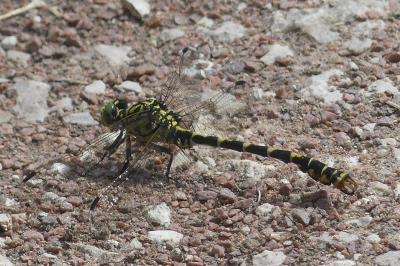 <i>Onychogomphus forcipatus</i>