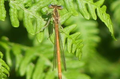 <i>Platycnemis acutipennis</i>