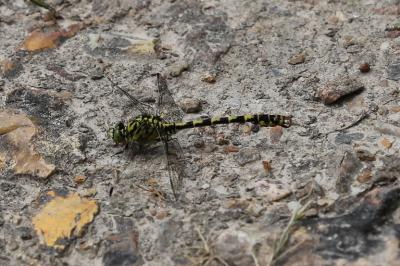 <i>Onychogomphus forcipatus</i>