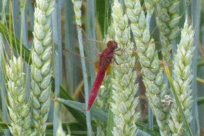 <i>Crocothemis erythraea</i>