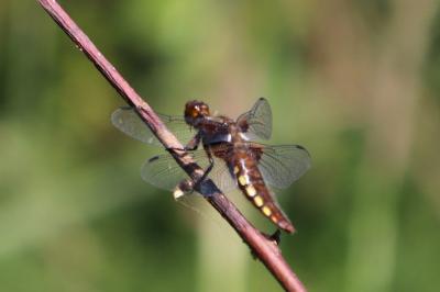 <i>Libellula depressa</i>