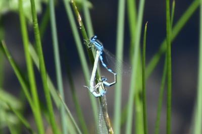 <i>Coenagrion scitulum</i>