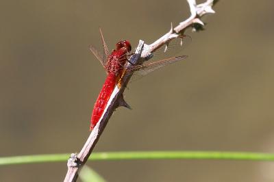<i>Crocothemis erythraea</i>