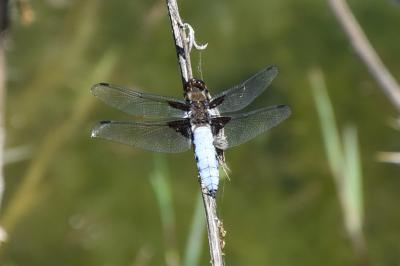 <i>Libellula depressa</i>
