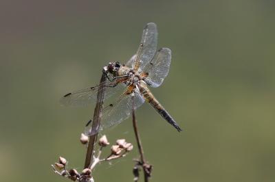 <i>Libellula quadrimaculata</i>