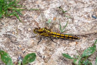 <i>Orthetrum cancellatum</i>