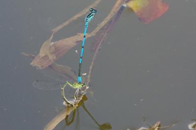 <i>Coenagrion puella</i>